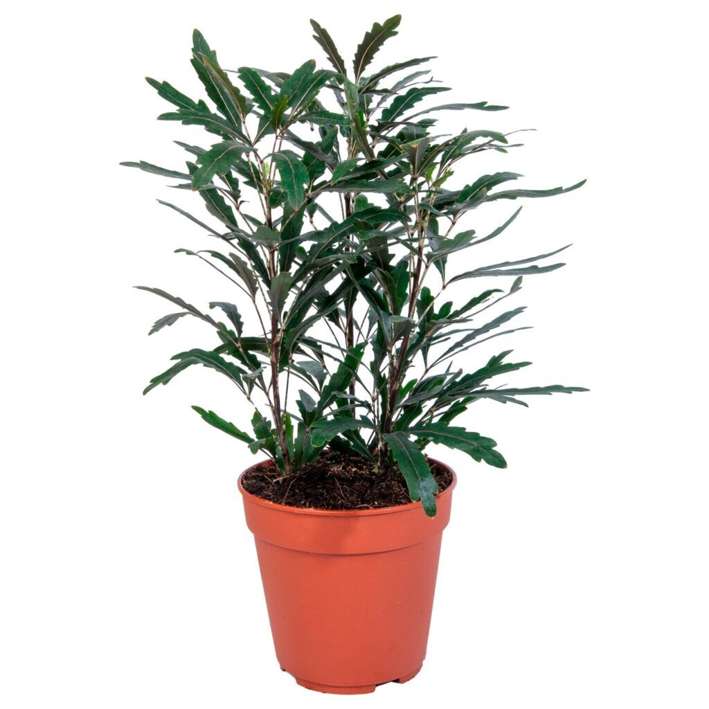 dizygotheca_castor1.jpg Σεφλέρα - Dizygotheca elegantissima 'Castor' Schefflera - Image 1