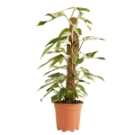 Epipremnum 'Marble Variegata'