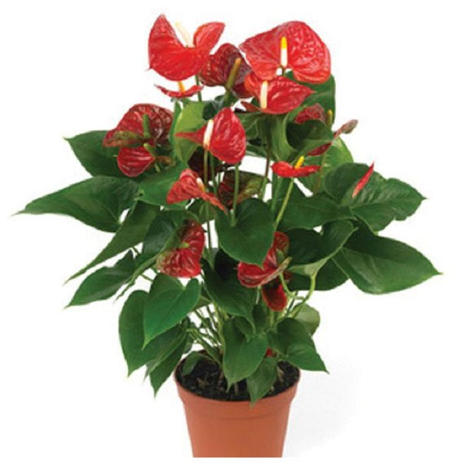 fc0b63599f86e35ee48d5ccce4ea008c.jpg Ανθούριο - Anthurium andraeanum - Image 1