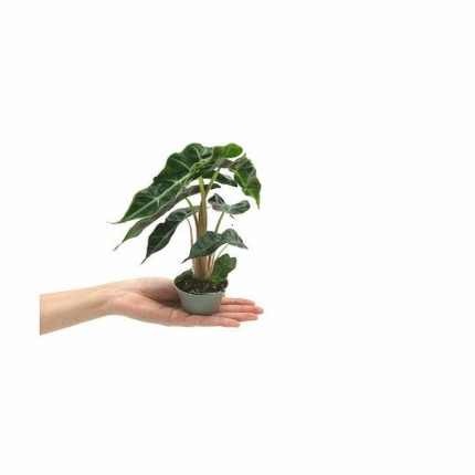 Alocasia mini