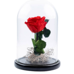 Forever rose red σε γυάλα