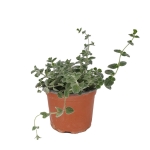 Δίκταμο - Origanum dictamnus