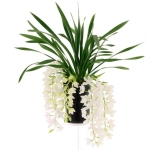 Ορχιδέα - Cymbidium Hutchings 3 Branche