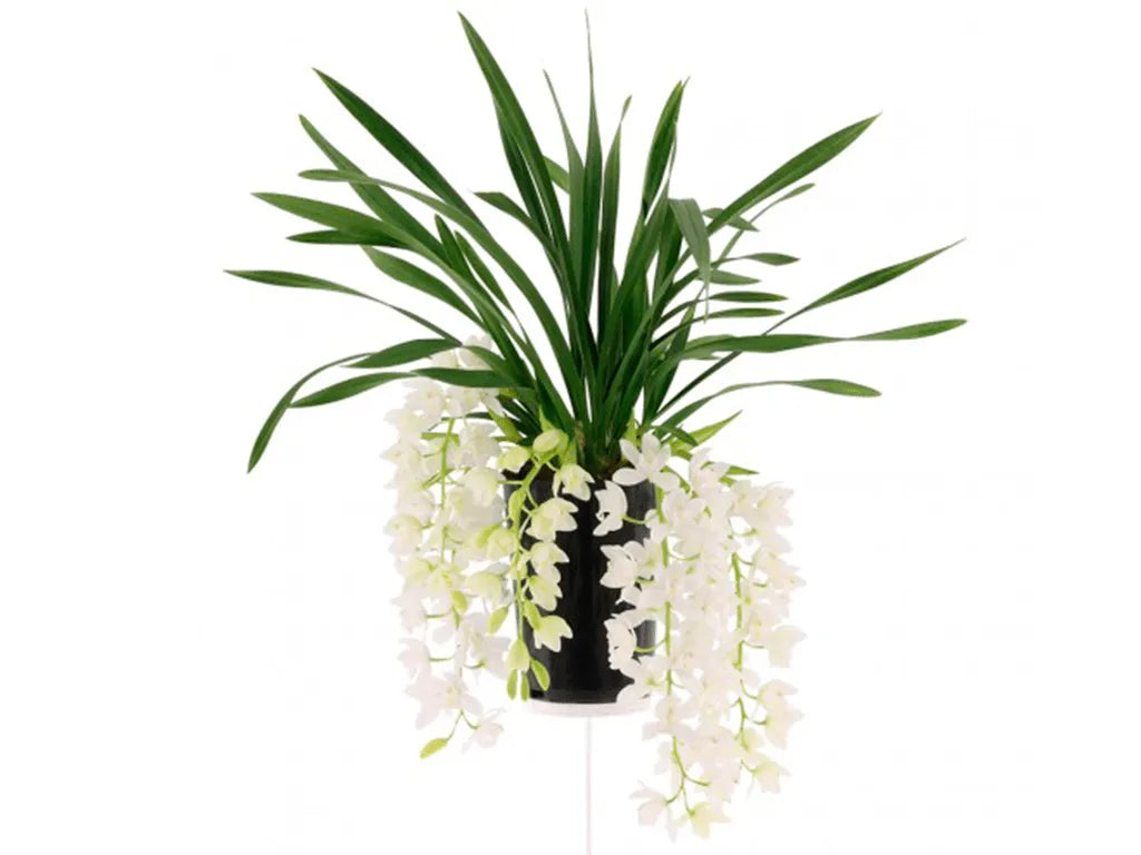 ice-cascade-02-1-1-1.jpg Ορχιδέα - Cymbidium Hutchings 3 Branche - Image 1