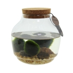 Arr Terrarium Marimo Moss Balls