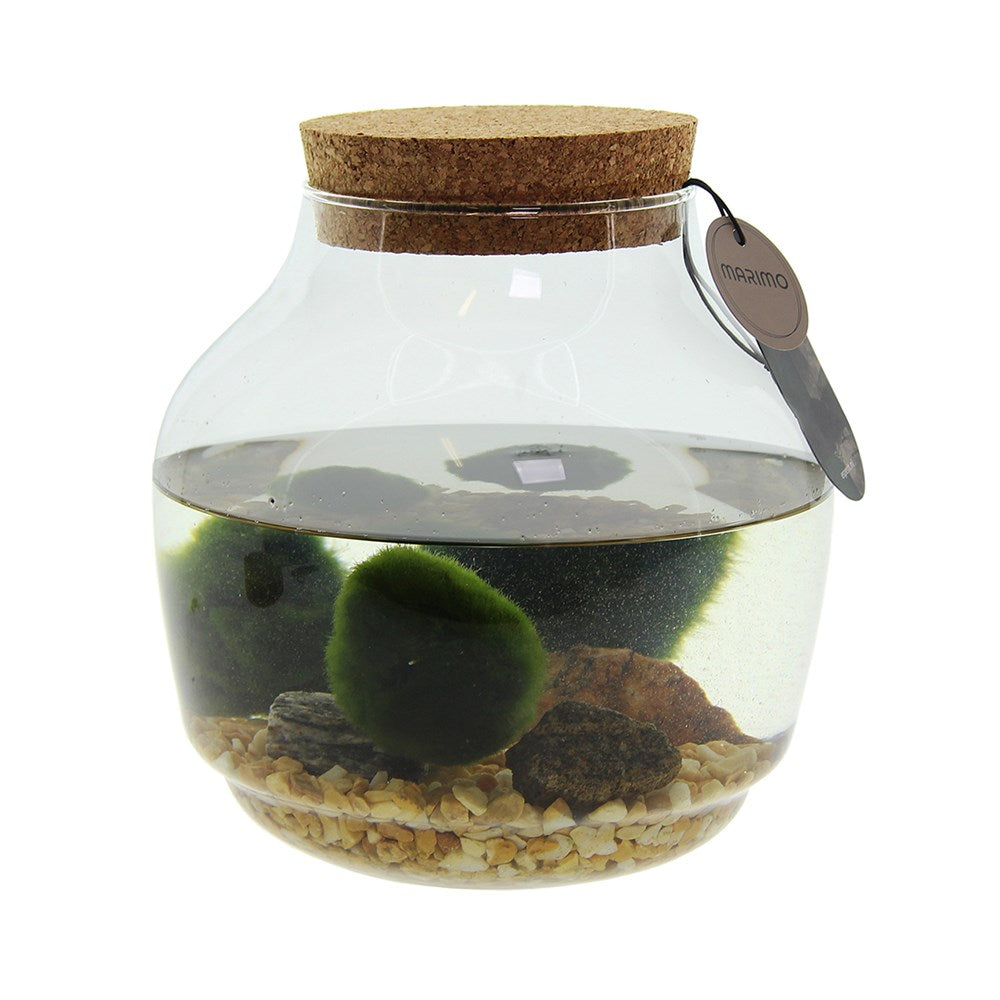 image_1024.jpg Arr Terrarium Marimo Moss Balls - Image 1