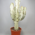 Euphorbia Ingens Variegata