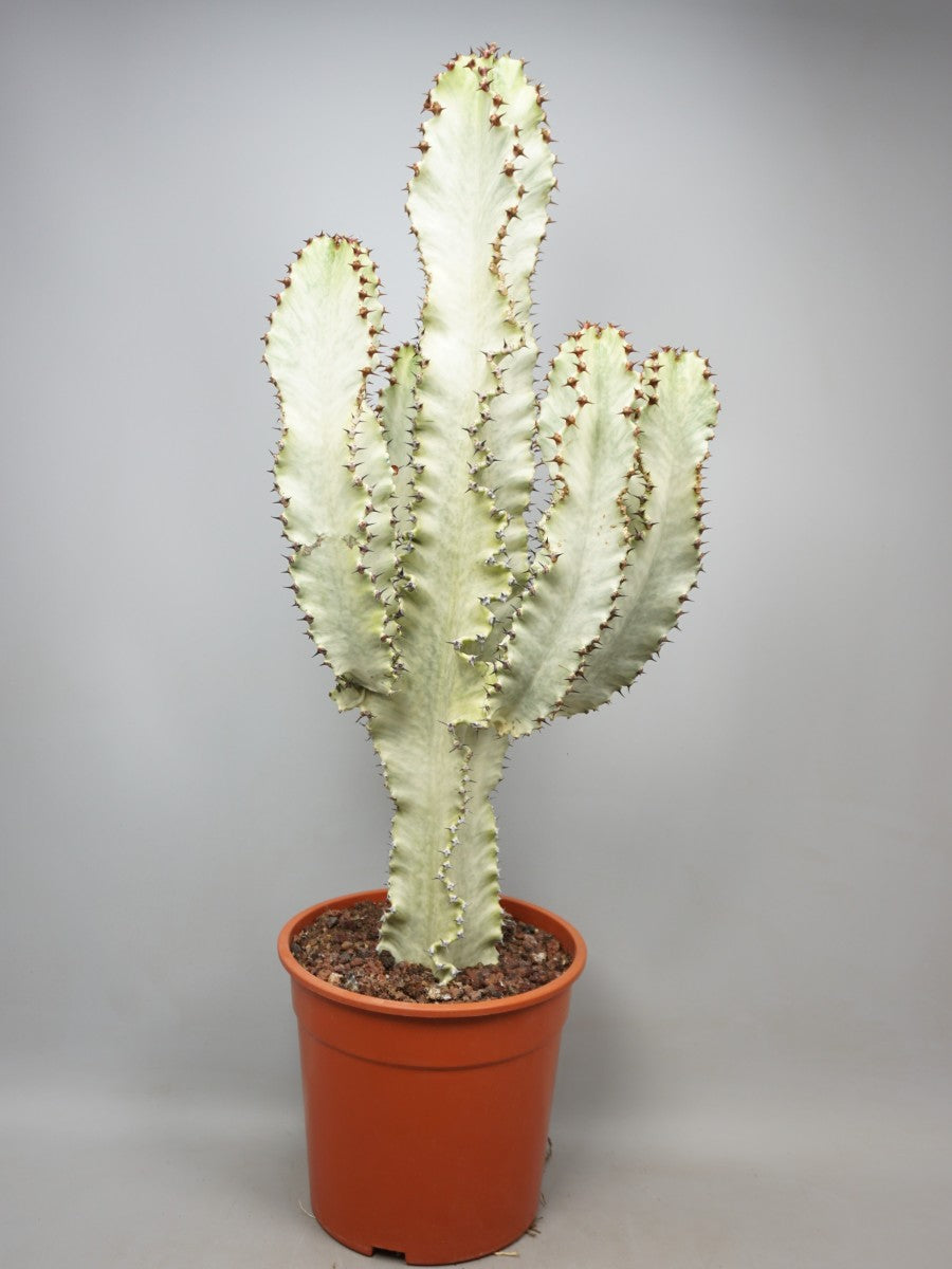 image_4b286be7-9edb-453e-a504-4de64918f411.jpg Euphorbia Ingens Variegata - Image 1