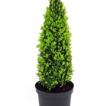 Buxus Sempervirens Pyramide