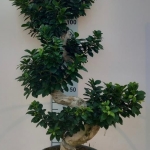 Ficus Ginseng Bonsai