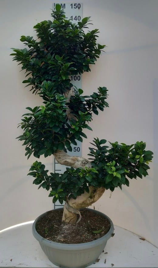 image_974419e9-0ae5-47fc-b15e-03a6ff2a30d3.jpg Ficus Ginseng Bonsai - Image 1