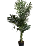 Archontophoenix - Αρχοντοφοίνικας