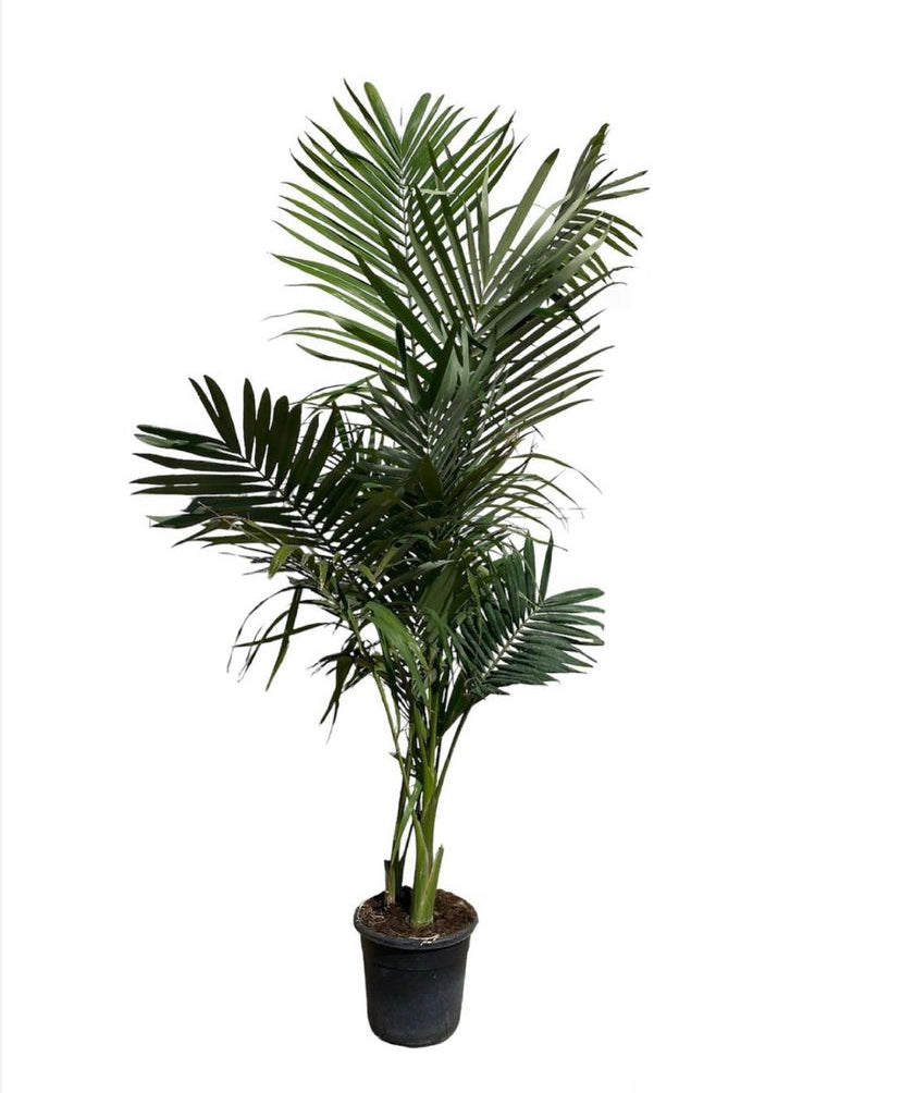 image_d24620ae-ea58-456f-a945-e5a271c57dbb.jpg Archontophoenix - Αρχοντοφοίνικας - Image 1