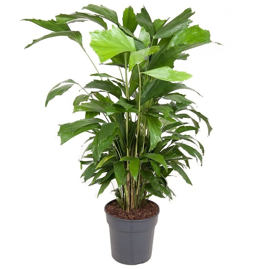 image_eaa16bda-3e4a-40c1-b3dc-108ebd0f4475.jpg Caryota mitis - Image 1