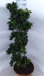 Ficus Ginseng Bonsai - Image 2