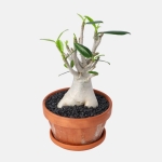 Adenium “ansu” baobab - Image 3
