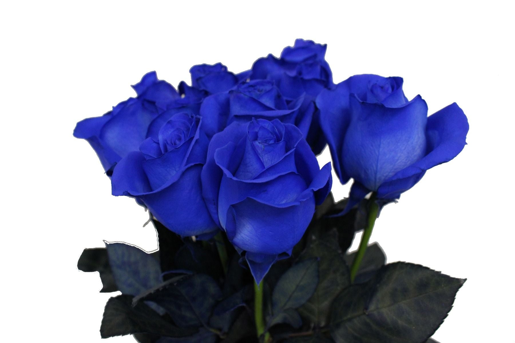 img_6821_1.jpg Μπλέ τριαντάφυλλο -Blue rose - Image 1