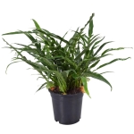 Aglaomorpha Coronans JIM