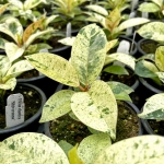 Φίκος - Ficus Elastica Shivereana Variegata - Image 2