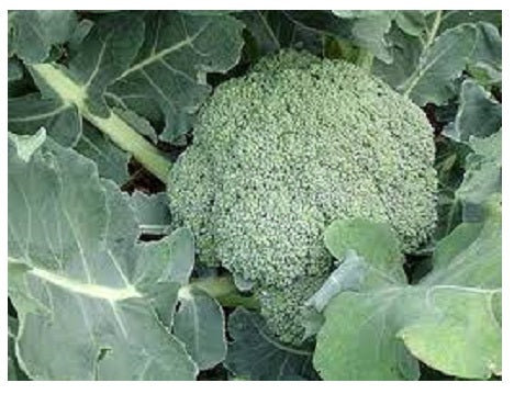 mprokolo.jpg Μπρόκολο - Image 1