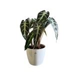 Alocasia mini - Image 2