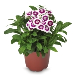 Γαρύφαλλο των ποιητών - Diabunda Purple Dianthus - Image 2