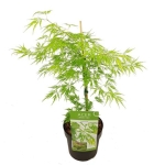 Aτσερ δίσεκτο - Acer Palmatum 'dissectum'