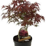 Άτσερ - Acer palmatum Emerald Lace