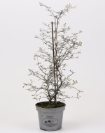 Κορόκια - Corokia Cotoneaster - Image 2