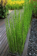 Equisetum - εκουιζέτ - Image 2