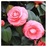 Καμέλια - Camellia Japonica - Image 3